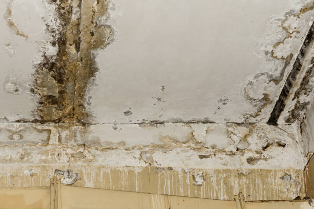 Best Mold Odor Removal Services  in Hackettstown, NJ