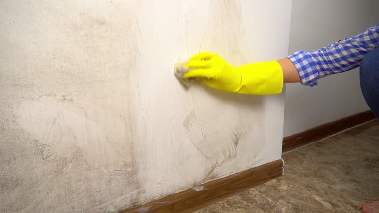 Best Comprehensive Air Testing for Mold Contaminants  in Hackettstown, NJ