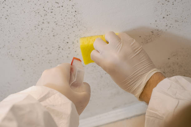 Best Mold Damage Restoration  in Hackettstown, NJ