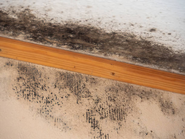 Best Asbestos and Lead Testing During Mold Inspection  in Hackettstown, NJ