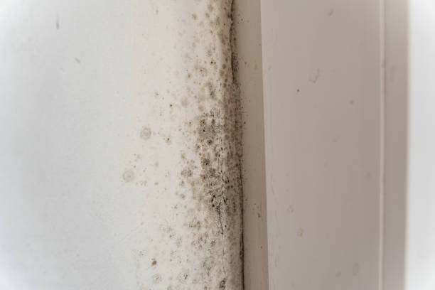 Asbestos and Lead Testing During Mold Inspection in Hackettstown, NJ